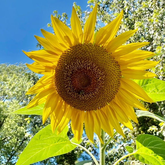 Meet your Posher, Dee - Picture 1 of 1